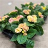 PRIMULA 10,5 CM ARIKOS DUBBEL 1X12
